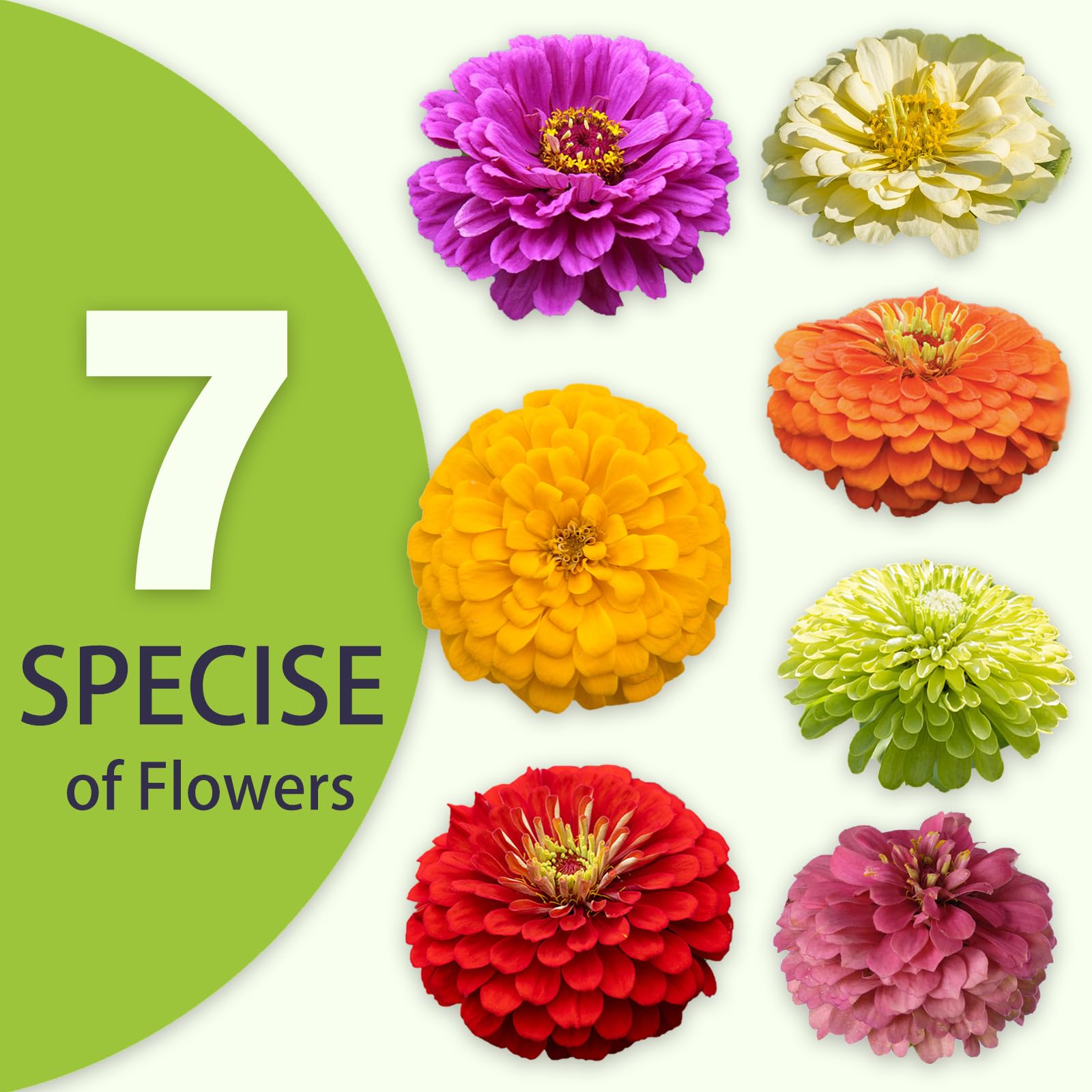LUOJIBIE Zinnia blooms 4-5 inches for vibrant arrangements.