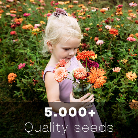 LUOJIBIE Zinnia giant bloom flowers brighten borders and bouquets.