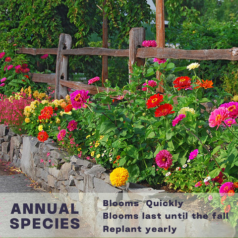 LUOJIBIE Zinnia seeds attract pollinators like bees and butterflies.
