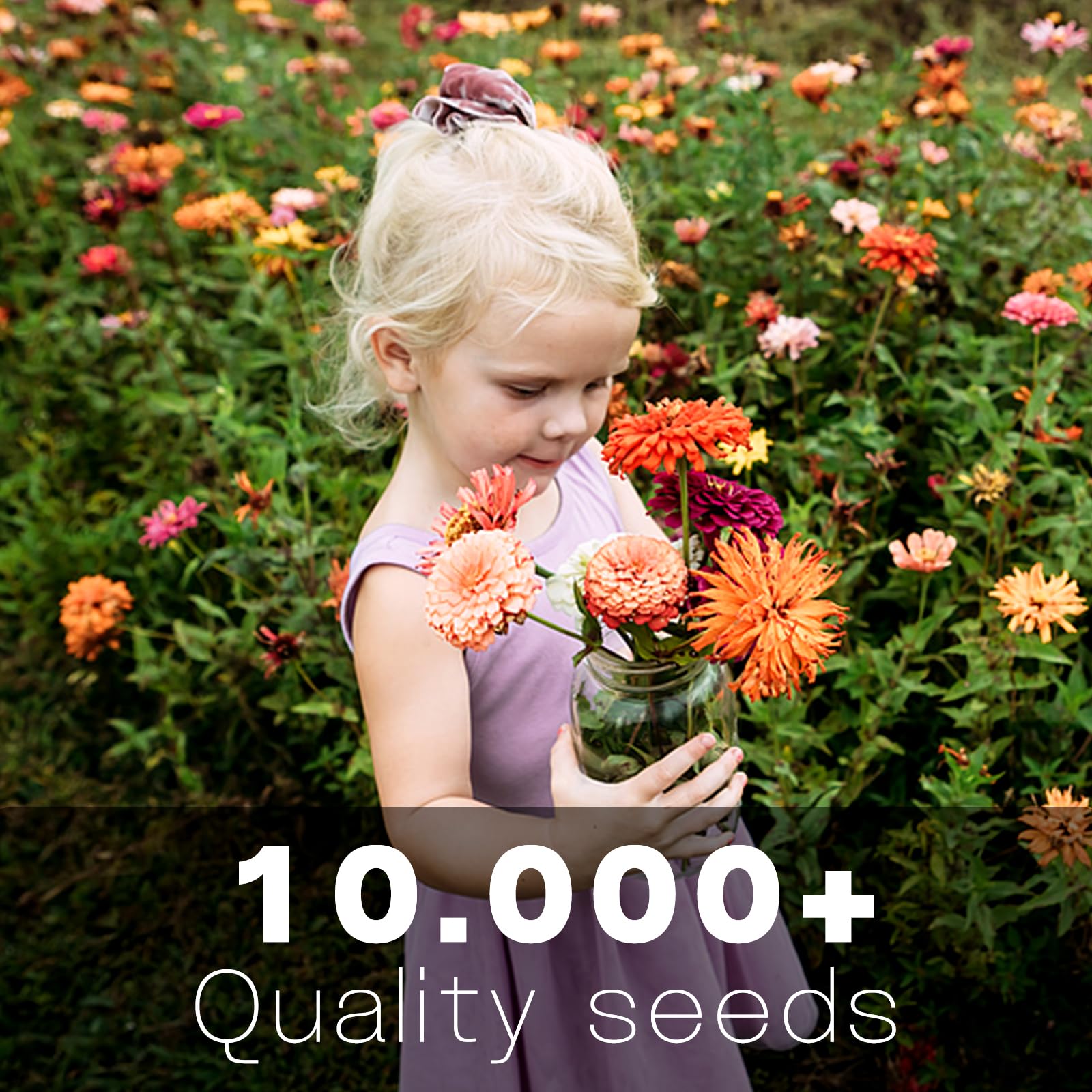 LUOJIBIE Zinnia seeds 10,000+ count for wide planting.