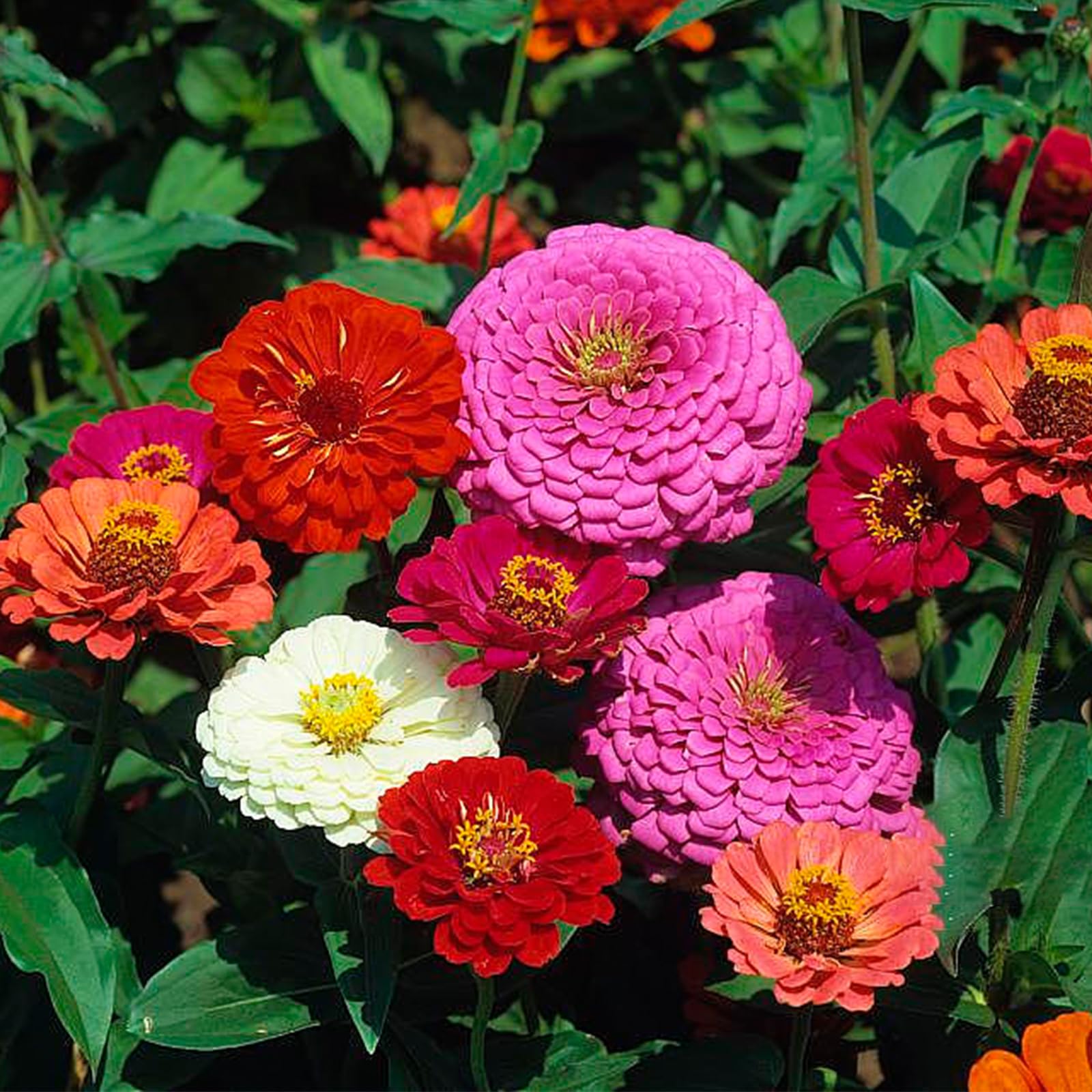 LUOJIBIE Zinnia seeds bulk packaging ideal for large gardens.