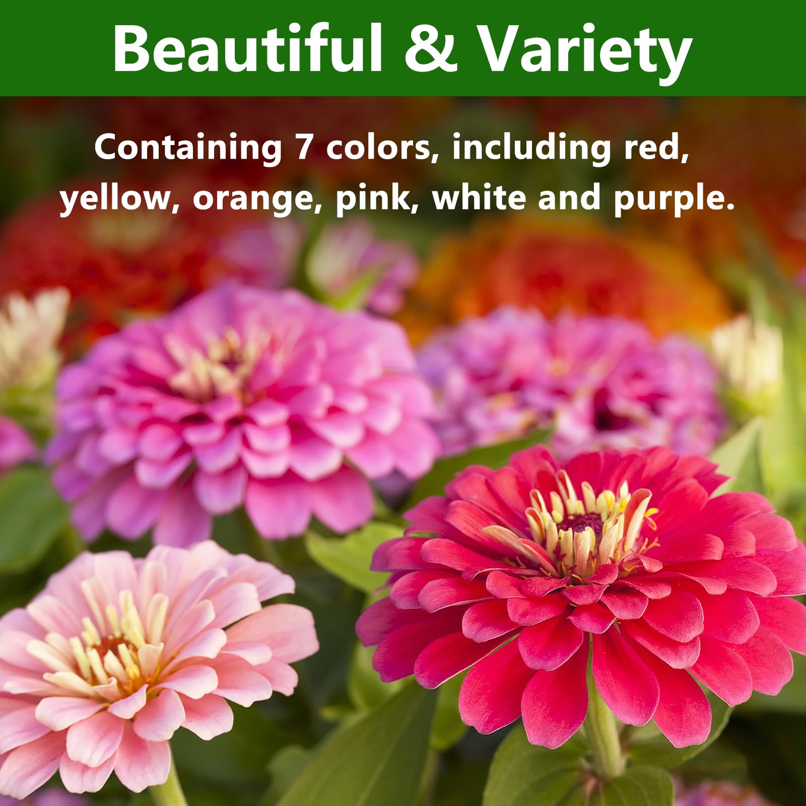 LUOJIBIE zinnia seeds germinate quickly for fast garden color