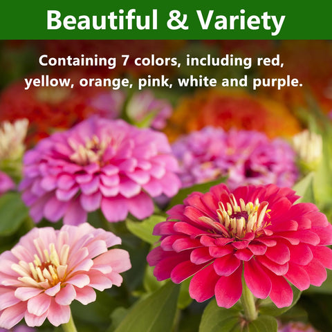 LUOJIBIE zinnia seeds germinate quickly for fast garden color