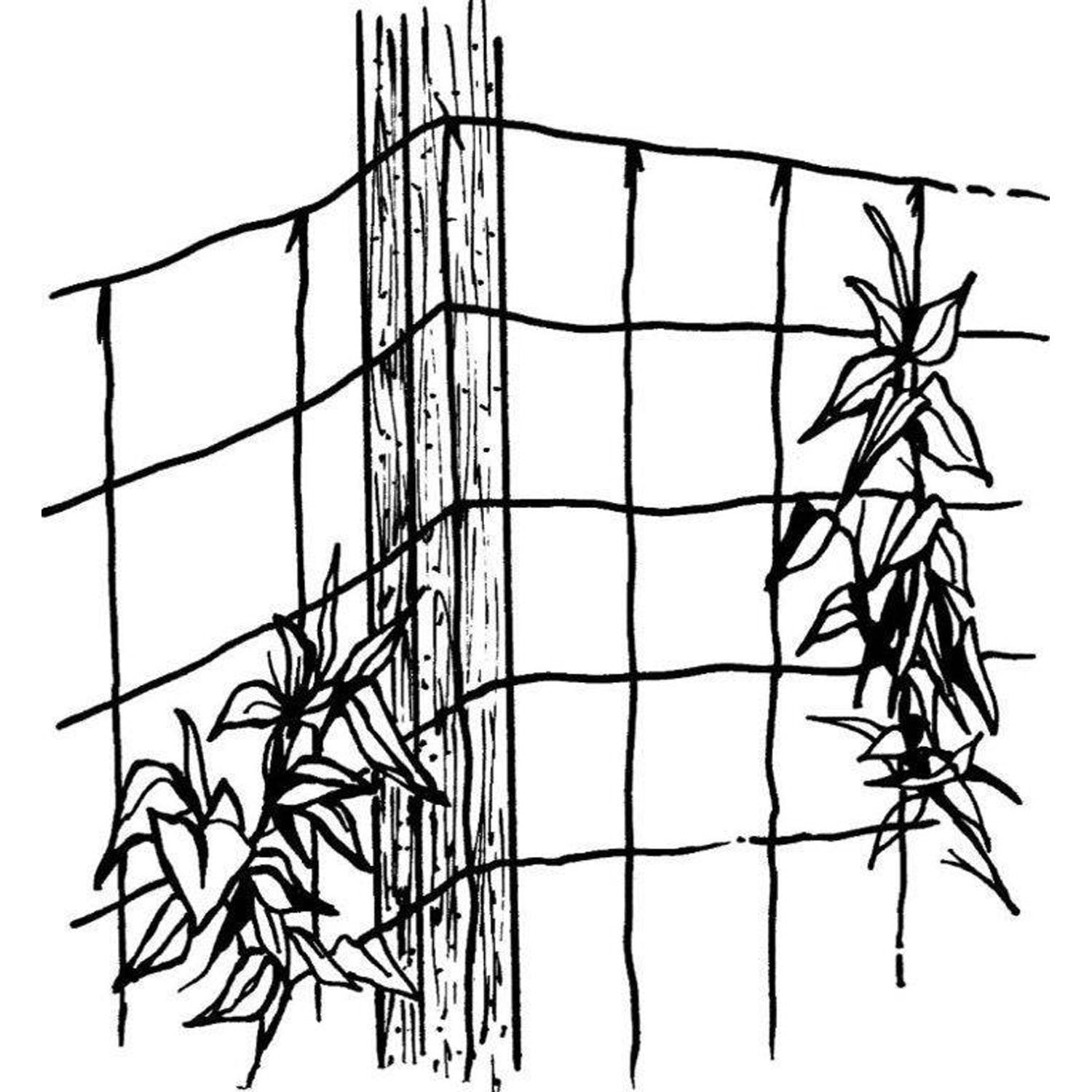 Luster Leaf trellis net secured along stakes for easy training of vines.