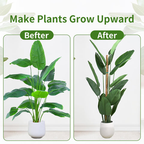 LveSunny climbing plant stake helps vines and monsteras indoors climb.