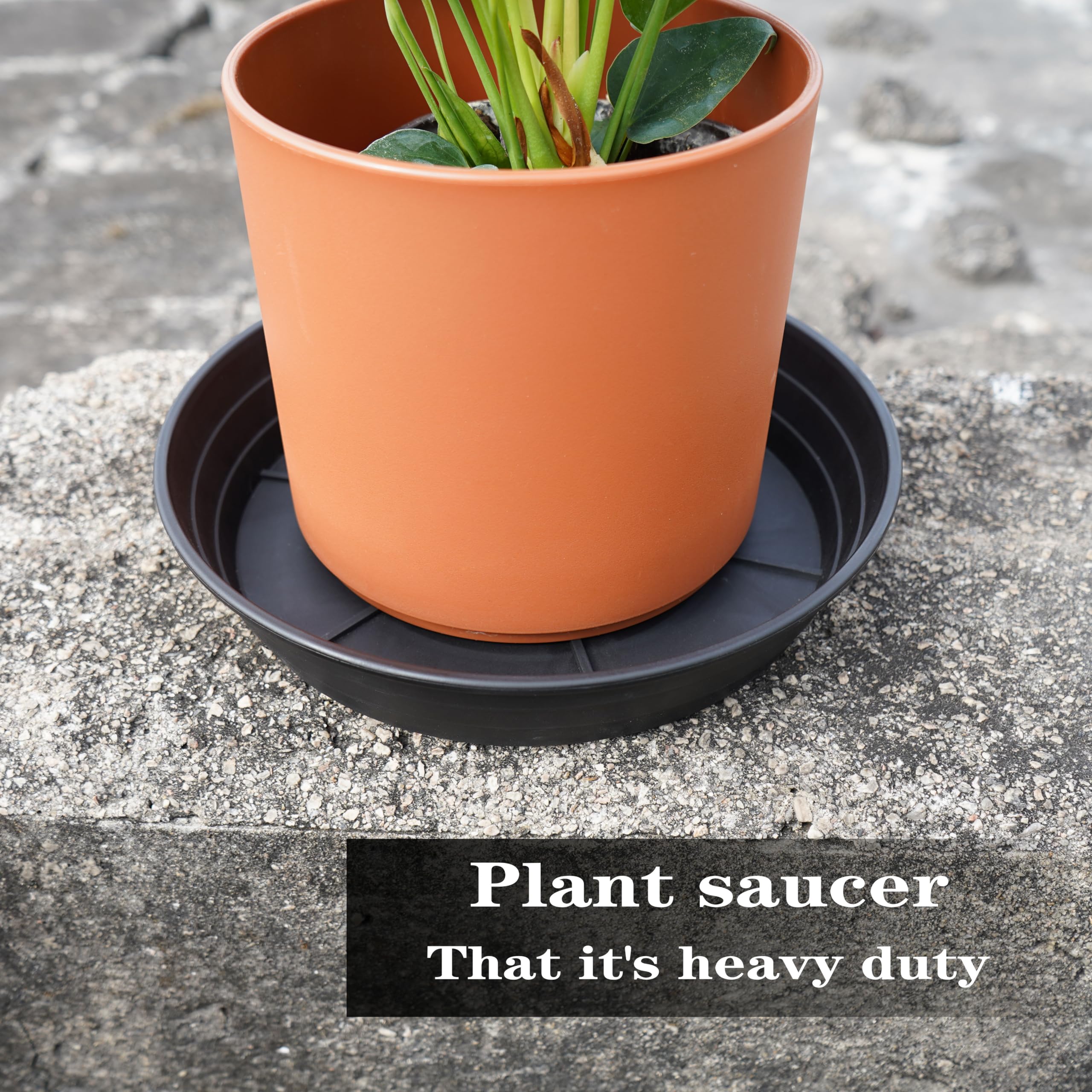 LWALRS 6-inch plant saucer serves as a tidy drip tray.