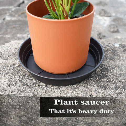 LWALRS 6-inch plant saucer serves as a tidy drip tray.