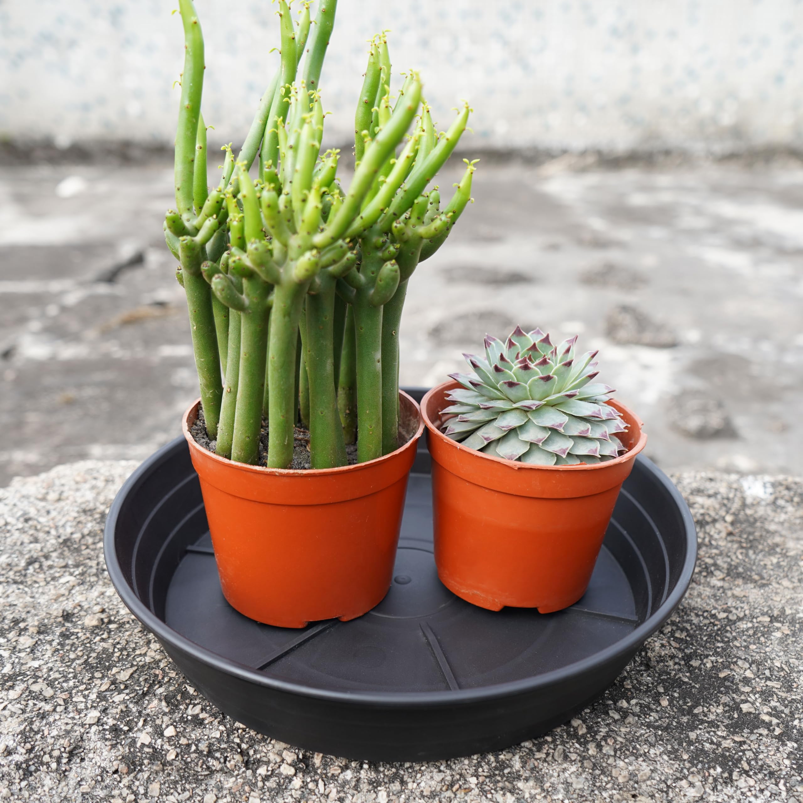 LWALRS stackable 6-inch saucers help organize your gardening space.