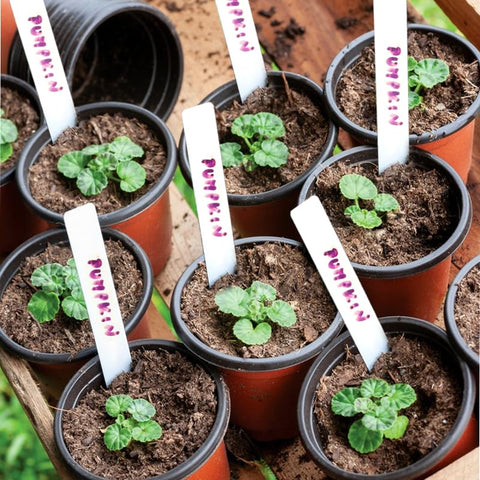 LWWTBS plant pot set includes 200 labels for quick seedling identification