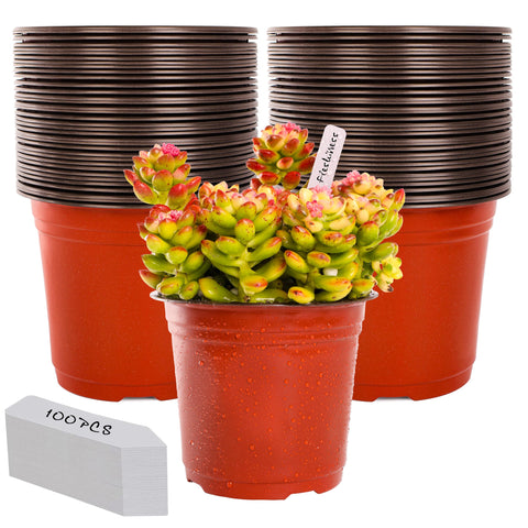 LWWTBS plant pot with 6-inch opening supports seedling growth indoors.