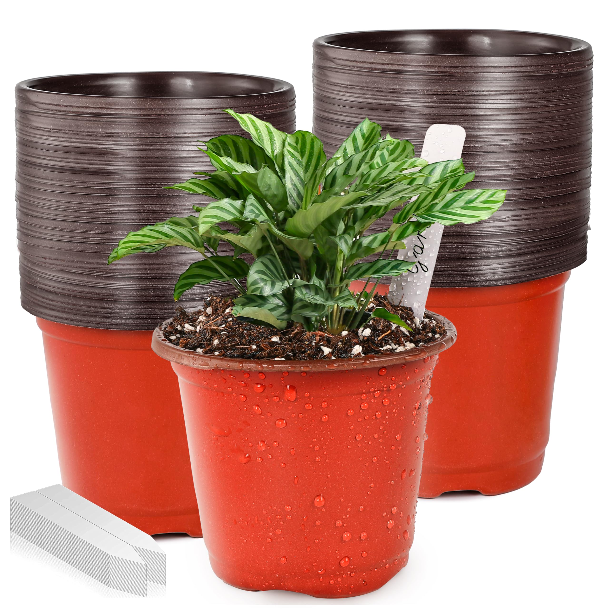 LWWTBS 4-inch plastic plant pot ready for seedling growth and transplanting.