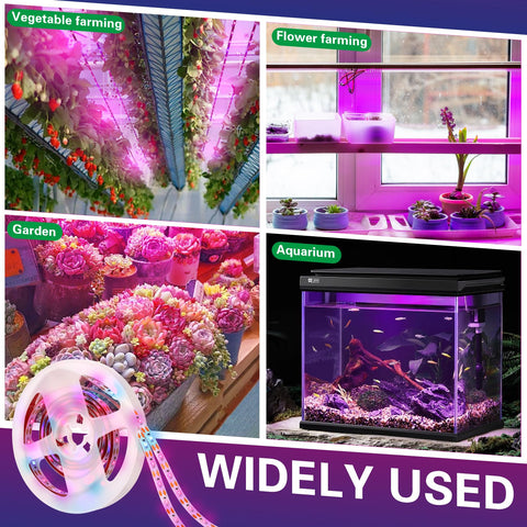LYGZM seedling growth under LED supports germination and early vigor