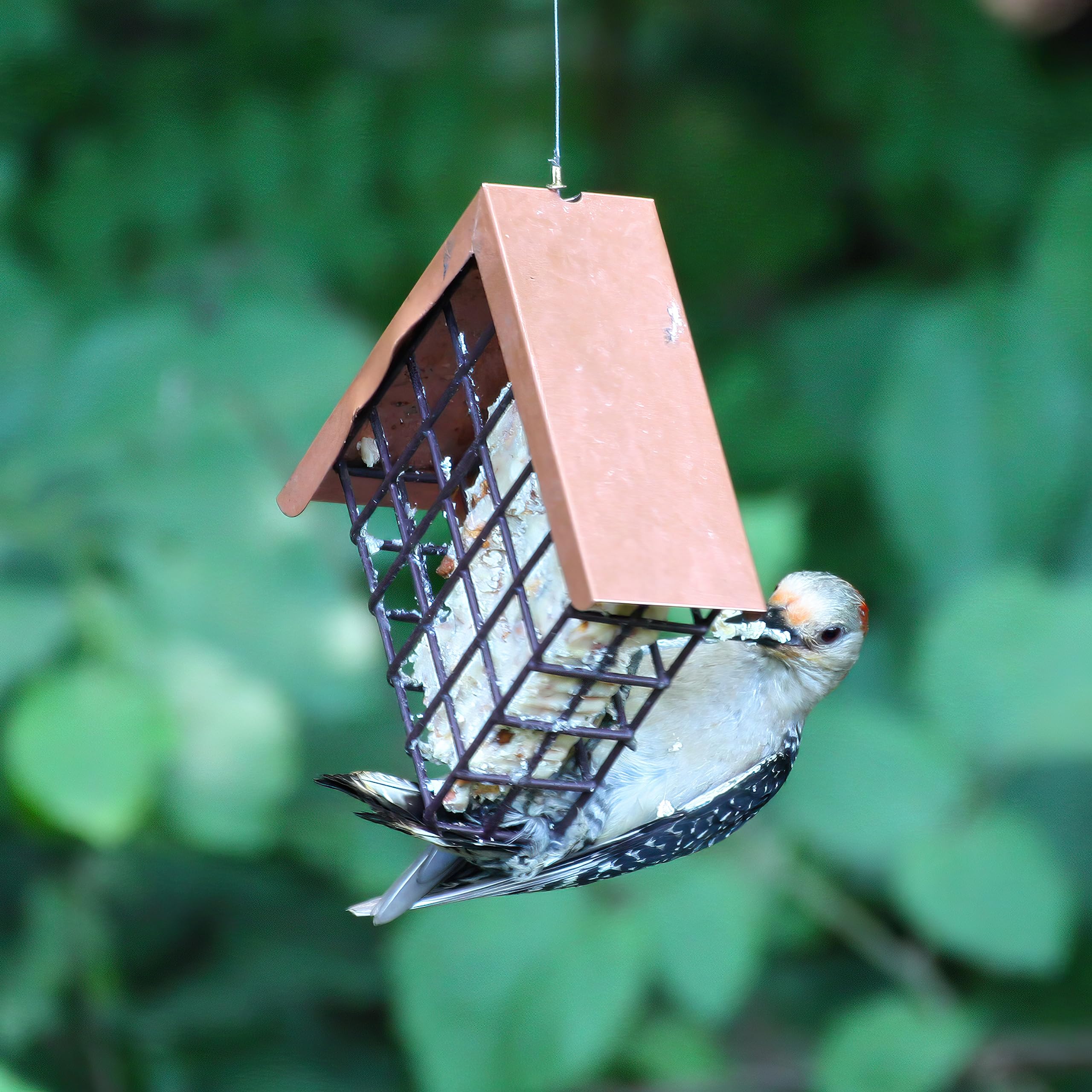 Lyric Bluebird and chickadee attraction with shelled peanut mix