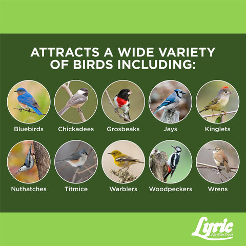 Lyric Fine Tunes attracts bluebirds and chickadees to the feeder