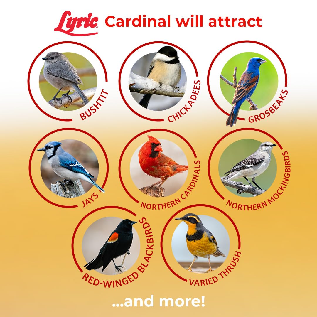 Lyric cardinal, grosbeak, and blue jay feeding with premium mix.