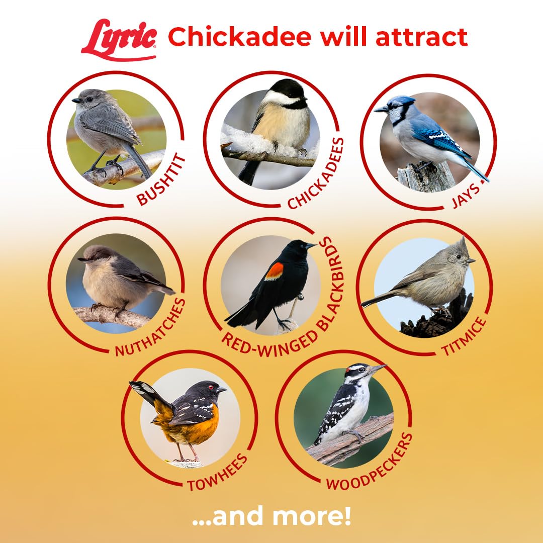 Tube feeder filled with Lyric Chickadee seed supports steady bird activity