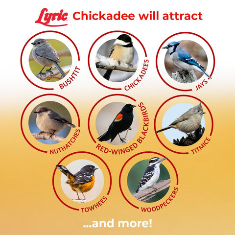 Tube feeder filled with Lyric Chickadee seed supports steady bird activity