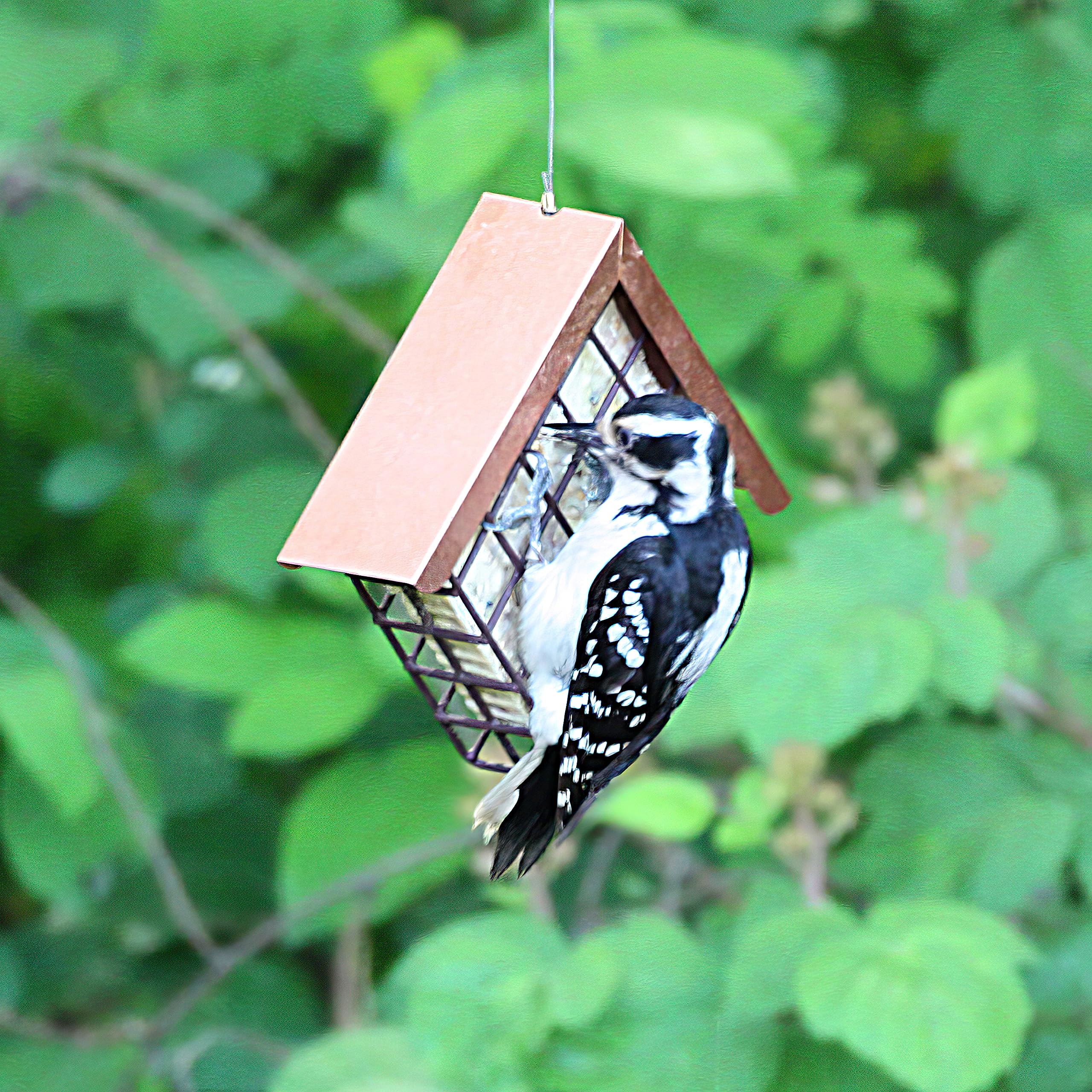 Lyric Fine Tunes colorful backyard birds enjoy the suet blend