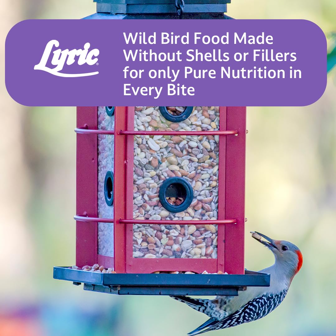 Lyric Delite ideal for backyard bird watching and enjoyment