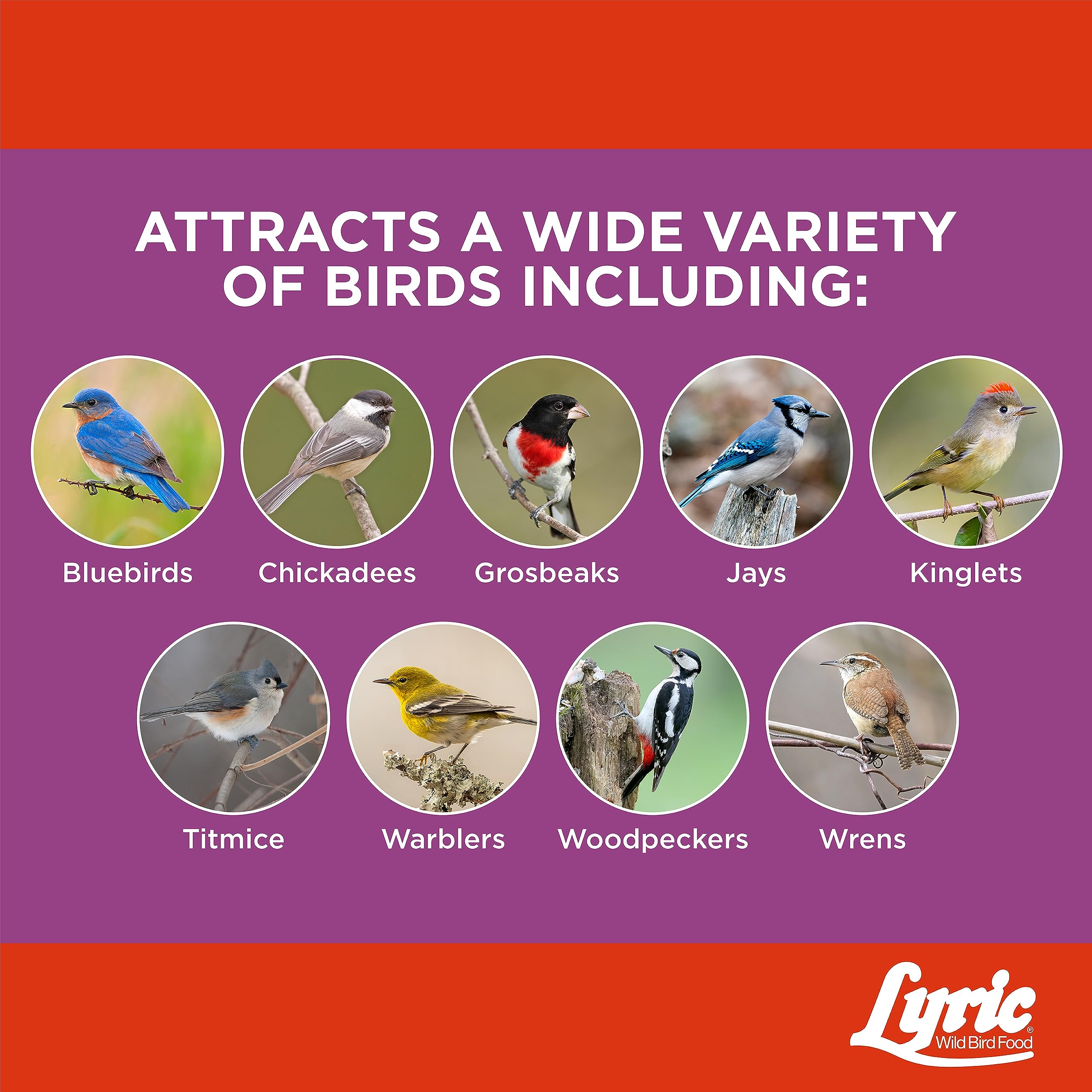 Lyric Delite attracting wild birds to a feeder in a sunny garden.