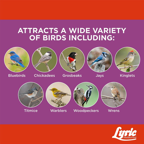 Lyric Delite attracting wild birds to a feeder in a sunny garden.