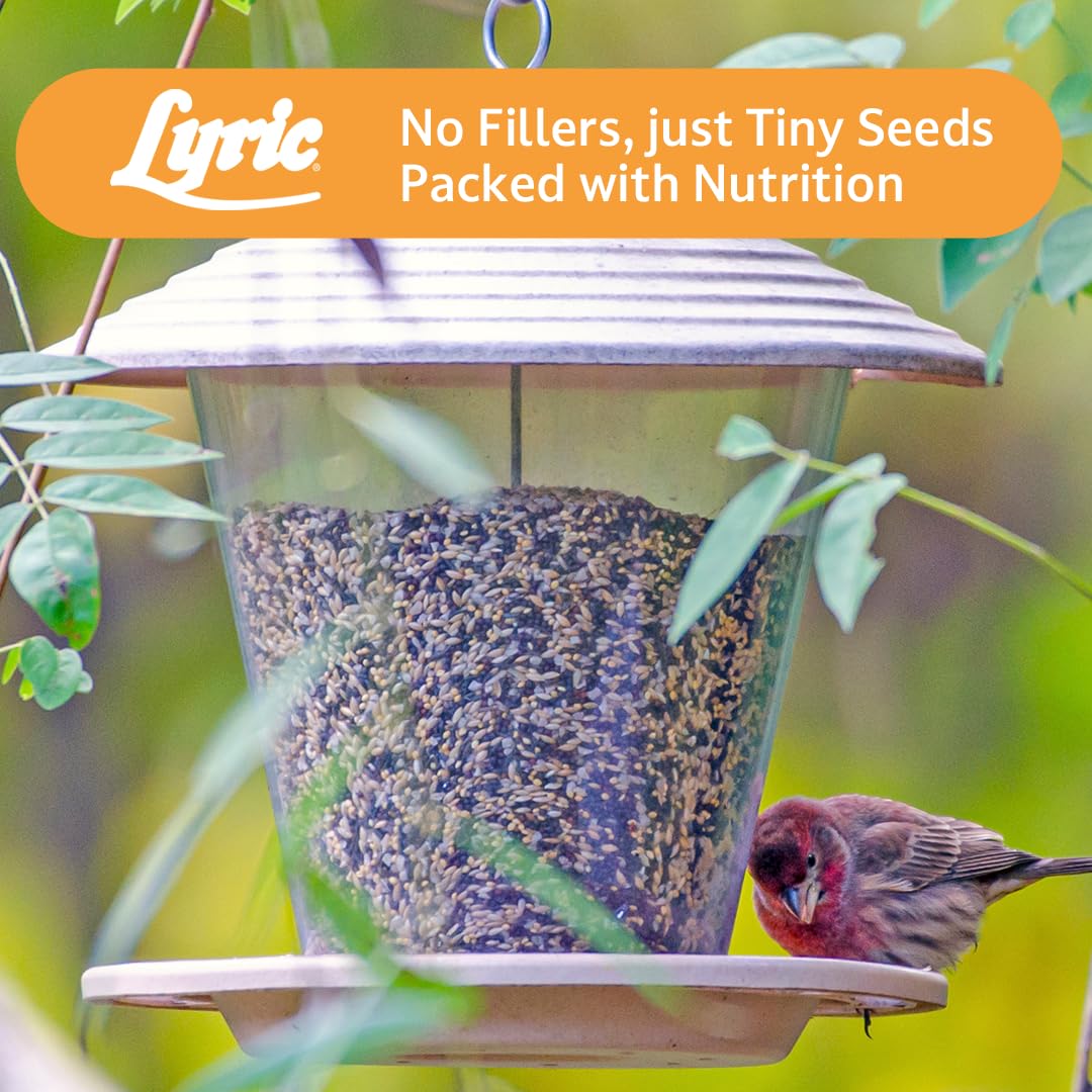 Lyric Finch garden feeder setup for finch viewing