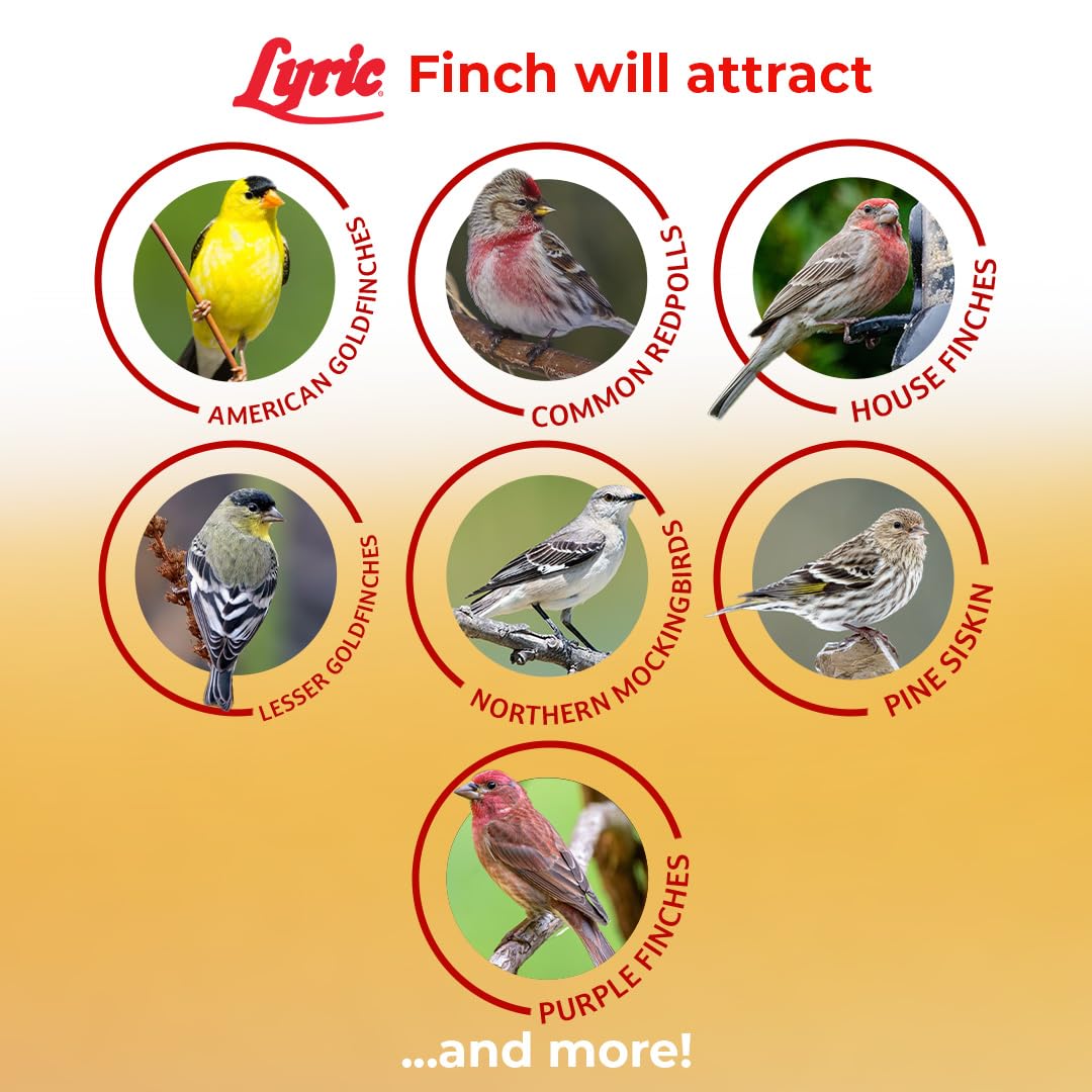 Lyric Finch sunflower kernels in feeder attracting small songbirds