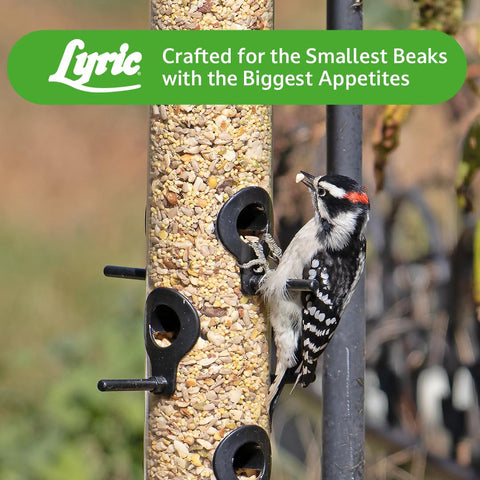 Lyric Fine Tunes attracts woodpeckers and other birds on feeder.