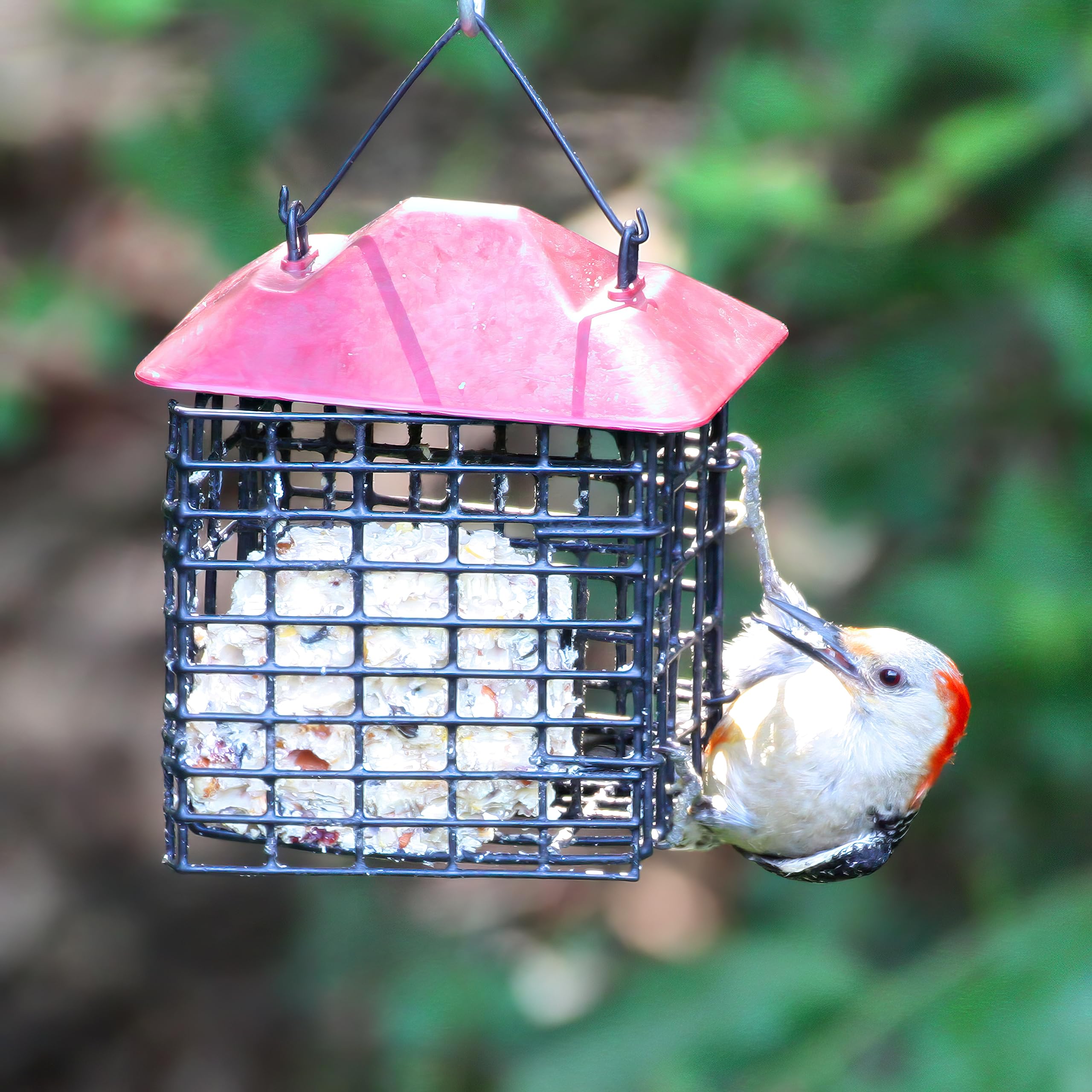 Lyric fruit-nut suet ingredients close-up showing varied nuts and fruit