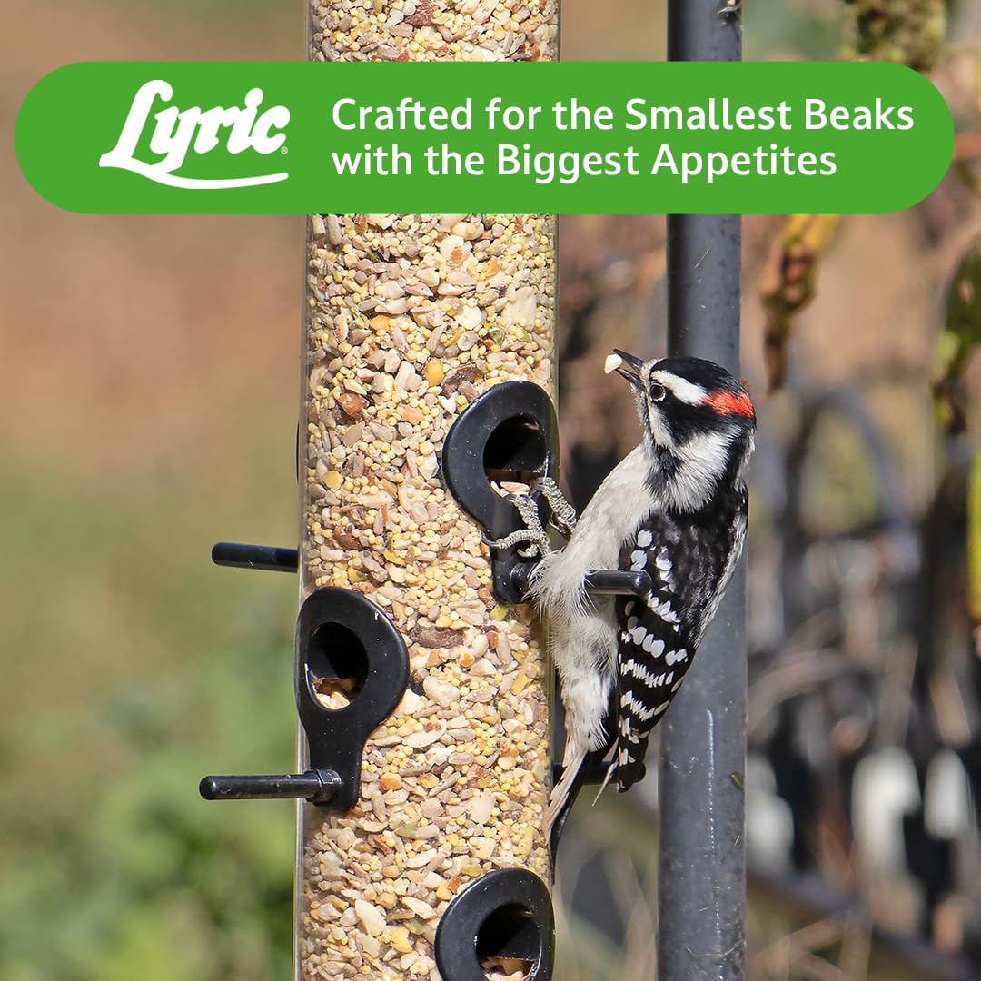 Lyric garden yard display promotes vibrant wild bird visits