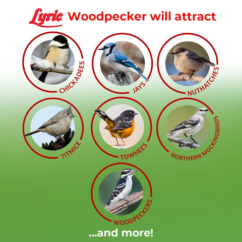 Lyric outdoor seed suitable for mesh tube, hopper, and tray feeders