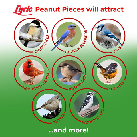 Birds feeding from a hopper feeder enjoy Lyric Peanut Pieces