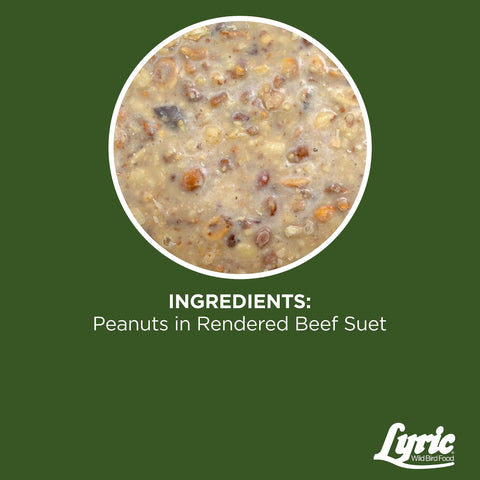 Lyric Rendered beef suet mix closeup emphasizes fat for active birds