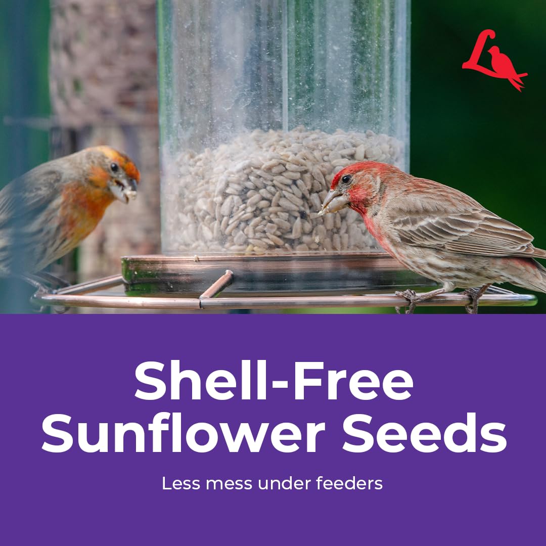 Lyric Sunflower Kernels invite lively feathered visitors to patios.
