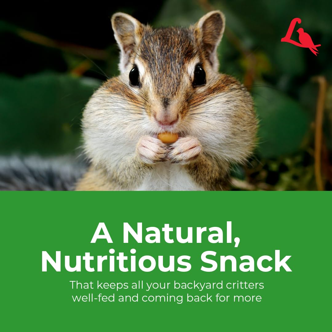 Lyric Wildlife Food sunflower-seeds-closeup showcases favorite energy-rich seeds.