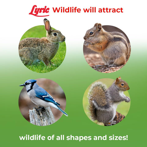 Lyric Wildlife Food rabbit-backyard-visit encourages peaceful wildlife viewing.