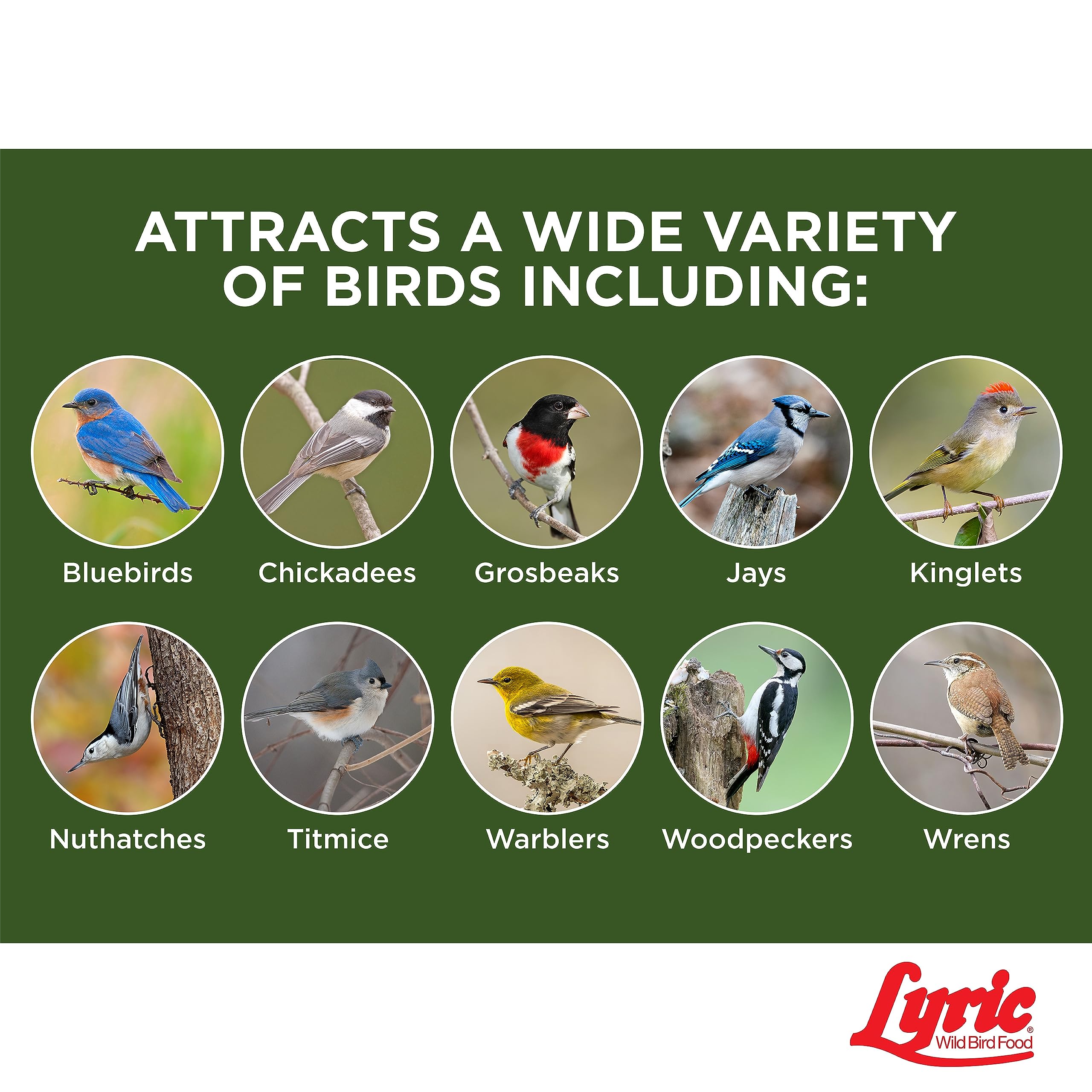 Lyric Winter bird-foraging scene shows suet fueling activity