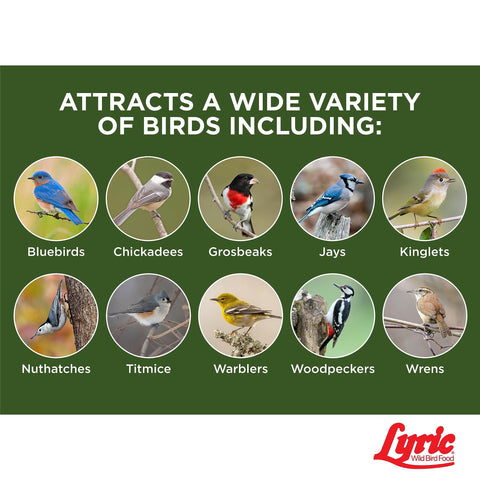 Lyric Winter bird-foraging scene shows suet fueling activity