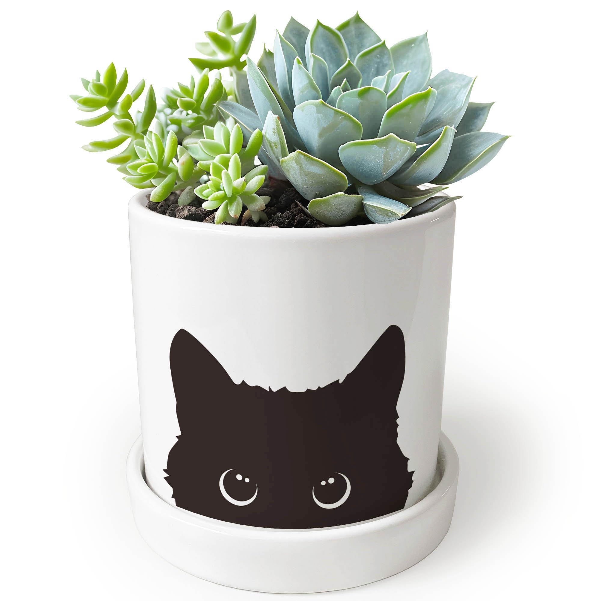 Lzracotz Black Cat Pot with Drainage Hole enhances indoor succulent displays.