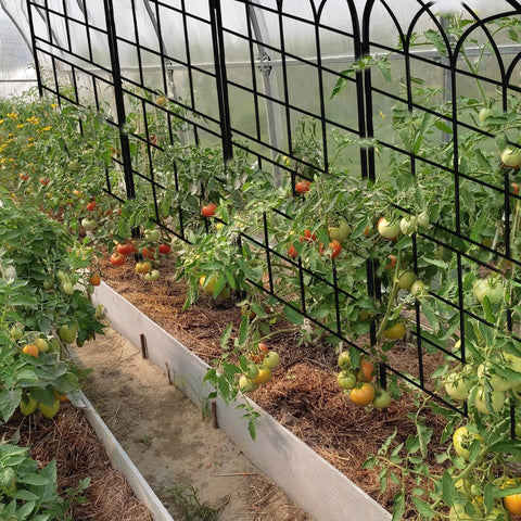 LZRS climbing-plant support ideal for roses and vines.