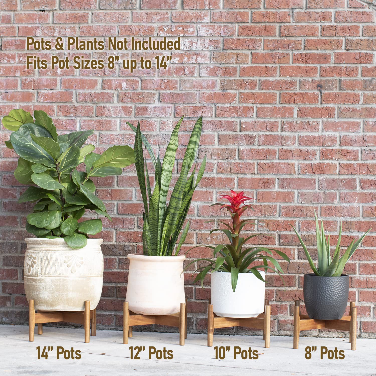 Macaw on Kapok mid-century modern design elevates decor with natural wood warmth.