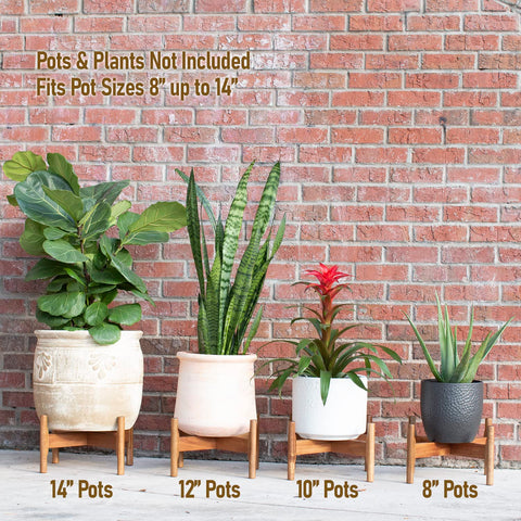 Macaw on Kapok mid-century modern design elevates decor with natural wood warmth.