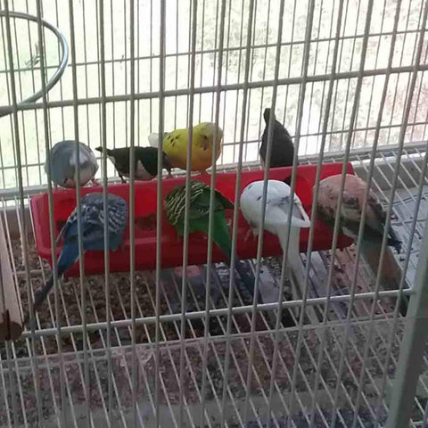 MACGOAL Plastic red poultry feeder suitable for indoor or outdoor use