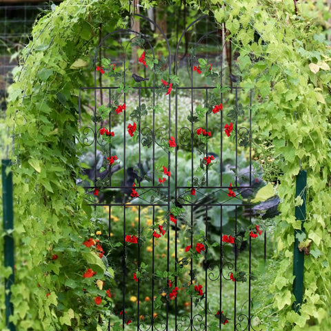Macteyia garden trellis can serve as a decorative screen.