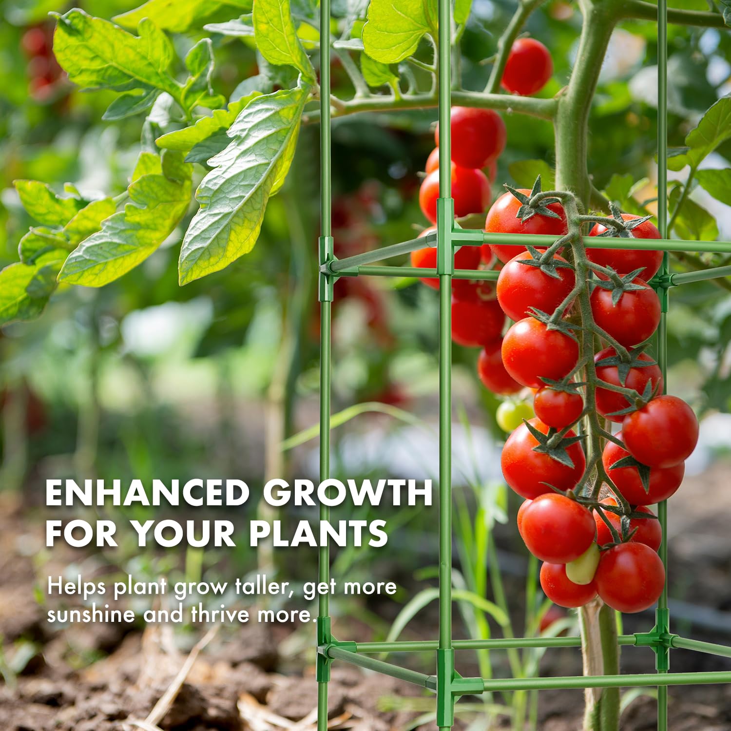 MAGGIFT tomato cage for outdoor garden setups in sunny plots.