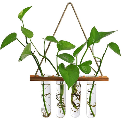 Maghat wall hanging planter terrarium with wooden stand for stylish indoor greenery.