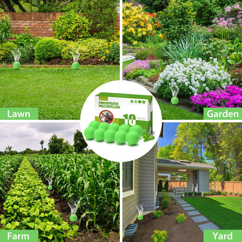 Yard protection scene by Magic Cat deterrent reducing digging in lawns and gardens.