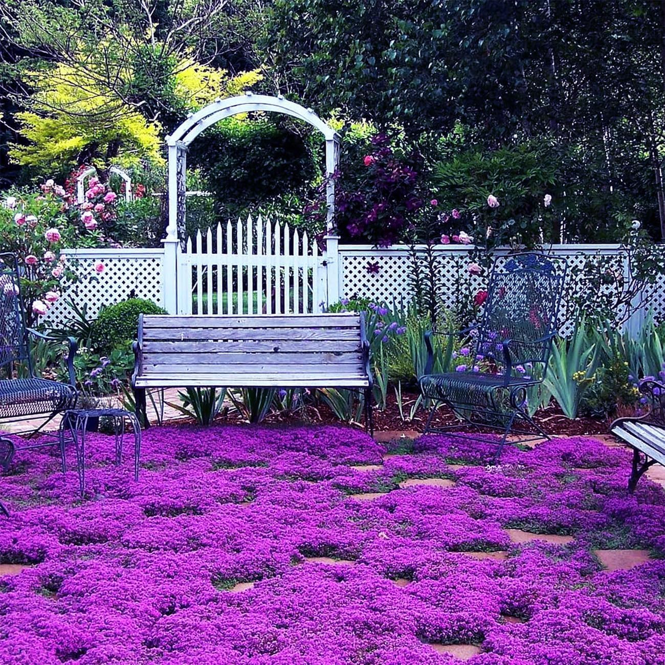 Magic Creeping Thyme Seeds deliver drought-tolerant greenery for arid lawns.