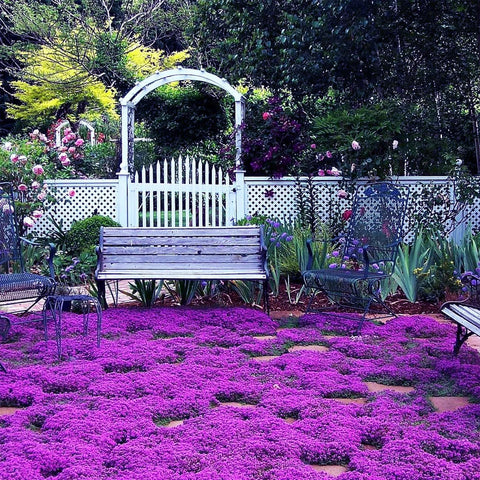 Magic Creeping Thyme Seeds deliver drought-tolerant greenery for arid lawns.
