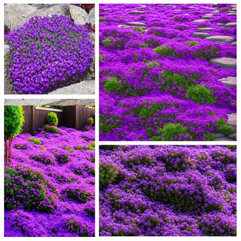 Magic Creeping Thyme Seeds thrive in a sunlit rock garden.